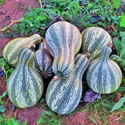 Cushaw Green Stripe, Winter Squash - BoxGardenSeedsLLC - Squash,Pumpkins - Seeds - USA Seller, Thank you for shopping here today, Naturally Grown GMO Free Seeds, Heirloom Open Pollinated Seeds, Fresh Top Quality Premium Seeds