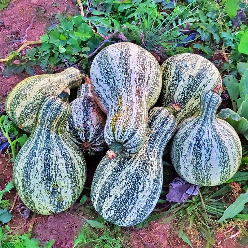 Cushaw Green Stripe, Winter Squash - BoxGardenSeedsLLC - Squash,Pumpkins - Seeds - USA Seller, Thank you for shopping here today, Naturally Grown GMO Free Seeds, Heirloom Open Pollinated Seeds, Fresh Top Quality Premium Seeds