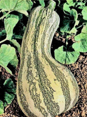 Cushaw Green Stripe, Winter Squash - BoxGardenSeedsLLC - Squash,Pumpkins - Seeds - USA Seller, Thank you for shopping here today, Naturally Grown GMO Free Seeds, Heirloom Open Pollinated Seeds, Fresh Top Quality Premium Seeds