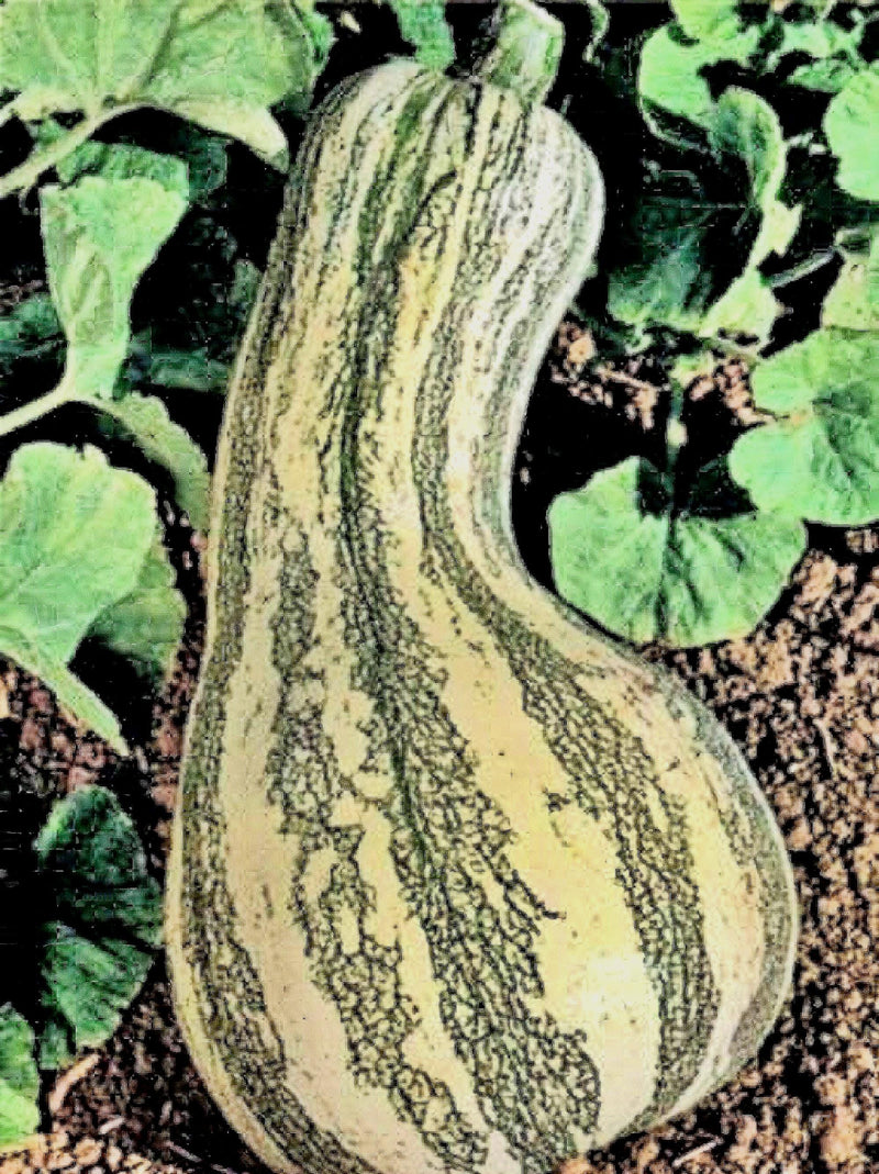 Cushaw Green Stripe, Winter Squash - BoxGardenSeedsLLC - Squash,Pumpkins - Seeds - USA Seller, Thank you for shopping here today, Naturally Grown GMO Free Seeds, Heirloom Open Pollinated Seeds, Fresh Top Quality Premium Seeds
