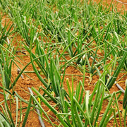 Crimson Forest Bunching, Onion, Heirloom Garden Seeds Garden Red Buncher Non-GMO - BoxGardenSeedsLLC - Onions,Leeks - Seeds - USA Seller, Thank you for shopping here today, Naturally Grown GMO Free Seeds, Heirloom Open Pollinated Seeds, Fresh Top Quality Premium Seeds