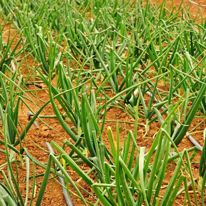 Crimson Forest Bunching, Onion, Heirloom Garden Seeds Garden Red Buncher Non-GMO - BoxGardenSeedsLLC - Onions,Leeks - Seeds - USA Seller, Thank you for shopping here today, Naturally Grown GMO Free Seeds, Heirloom Open Pollinated Seeds, Fresh Top Quality Premium Seeds