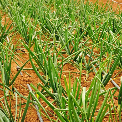 Crimson Forest Bunching, Onion, Heirloom Garden Seeds Garden Red Buncher Non-GMO - BoxGardenSeedsLLC - Onions,Leeks - Seeds - USA Seller, Thank you for shopping here today, Naturally Grown GMO Free Seeds, Heirloom Open Pollinated Seeds, Fresh Top Quality Premium Seeds