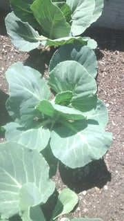 Premier, Kale - BoxGardenSeedsLLC - Cabbage, Kale - Seeds - USA Seller, Thank you for shopping here today, Naturally Grown GMO Free Seeds, Heirloom Open Pollinated Seeds, Fresh Top Quality Premium Seeds