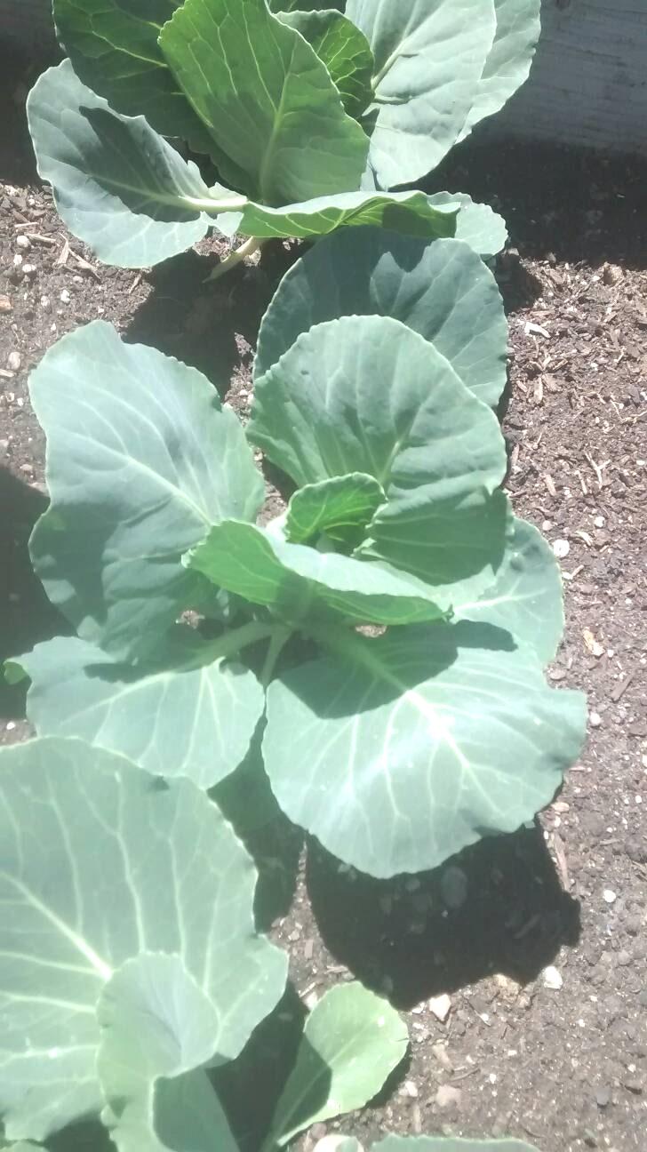 Premier, Kale - BoxGardenSeedsLLC - Cabbage, Kale - Seeds - USA Seller, Thank you for shopping here today, Naturally Grown GMO Free Seeds, Heirloom Open Pollinated Seeds, Fresh Top Quality Premium Seeds