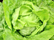 Northern Queen, Lettuce, Heirloom Garden Seeds Window Box Vegetable Seeds Heat & Frost Resistant Lactuca sativa Non-GMO - BoxGardenSeedsLLC - Lettuce - Seeds - USA Seller, Thank you for shopping here today, Naturally Grown GMO Free Seeds, Heirloom Open Pollinated Seeds, Fresh Top Quality Premium Seeds