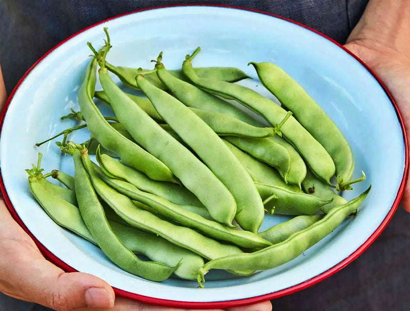 Forrester Romano, Bush Beans, Heirloom Seeds, Open Pollinated Container Garden Vegetable Garden Seeds Non-GMO - BoxGardenSeedsLLC - Beans / Dry Beans - Seeds - USA Seller, Thank you for shopping here today, Naturally Grown GMO Free Seeds, Heirloom Open Pollinated Seeds, Fresh Top Quality Premium Seeds