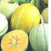 Sweet Summer Mix, Melon, Heirloom Seeds, Open Pollinated Non-GMO - BoxGardenSeedsLLC - Melons, Cantaloupe - Seeds - USA Seller, Thank you for shopping here today, Naturally Grown GMO Free Seeds, Heirloom Open Pollinated Seeds, Fresh Top Quality Premium Seeds