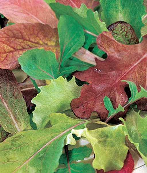 Mesclun Mix, Gourmet Greens, -- BoxGardenSeedsLLC -Gourmet/Native Greens - Seeds