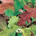 Mesclun Mix, Gourmet Greens, - BoxGardenSeedsLLC -Gourmet/Native Greens - Seeds