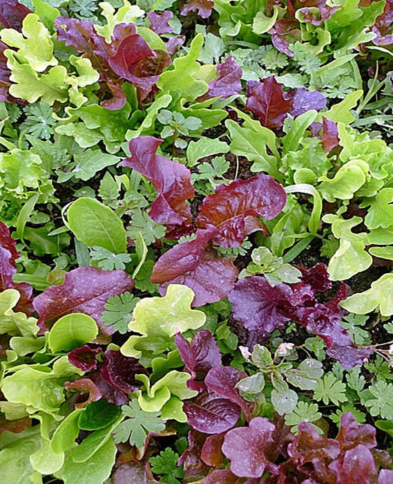 Mesclun Mix, Gourmet Greens, - BoxGardenSeedsLLC -Gourmet/Native Greens - Seeds