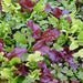 Mesclun Mix, Gourmet Greens, - BoxGardenSeedsLLC -Gourmet/Native Greens - Seeds