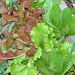 Lettuce, Gourmet Mix, - BoxGardenSeedsLLC -Lettuce - Seeds