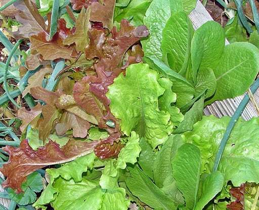 Lettuce, Gourmet Mix, - BoxGardenSeedsLLC -Lettuce - Seeds