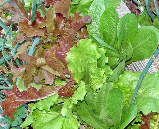 Gourmet Lettuce Mix, Lettuce, -- BoxGardenSeedsLLC -Lettuce - Seeds