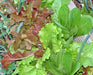 Gourmet Lettuce Mix, Lettuce, -- BoxGardenSeedsLLC -Lettuce - Seeds