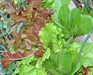 - BoxGardenSeedsLLC - Fall and Winter Mix, Lettuce, - Lettuce - Seeds