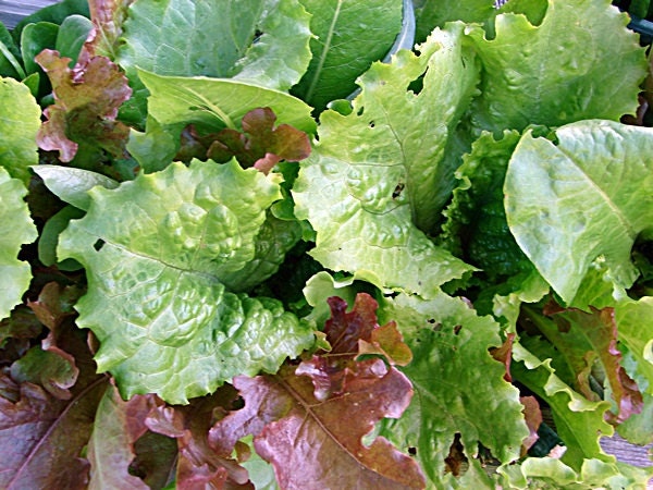 Fall And Winter Lettuce Mix - Heirloom Non-GMO Seeds For Cool Season Gardens