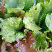 Fall and Winter Mix, Lettuce, - BoxGardenSeedsLLC -Lettuce - Seeds