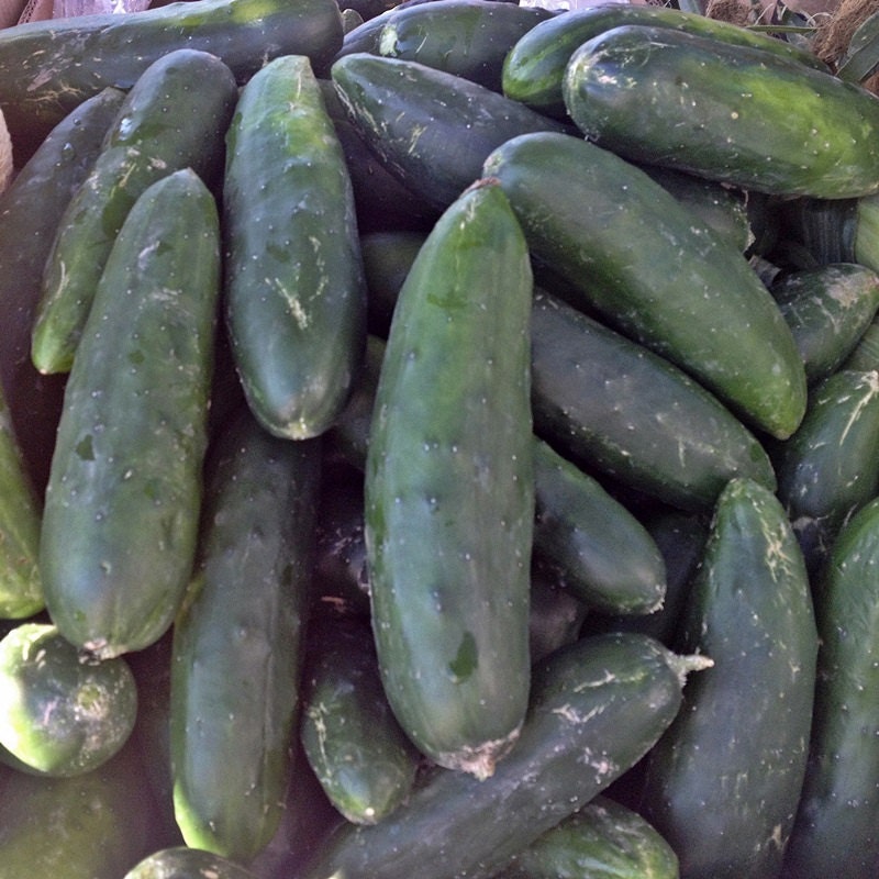 Marketmore 76, Cucumber - BoxGardenSeedsLLC - Cucumbers - Seeds - USA Seller, Thank you for shopping here today, Naturally Grown GMO Free Seeds, Heirloom Open Pollinated Seeds, Fresh Top Quality Premium Seeds