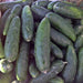 - BoxGardenSeedsLLC - Marketmore 76 Cucumber - Cucumbers - Seeds