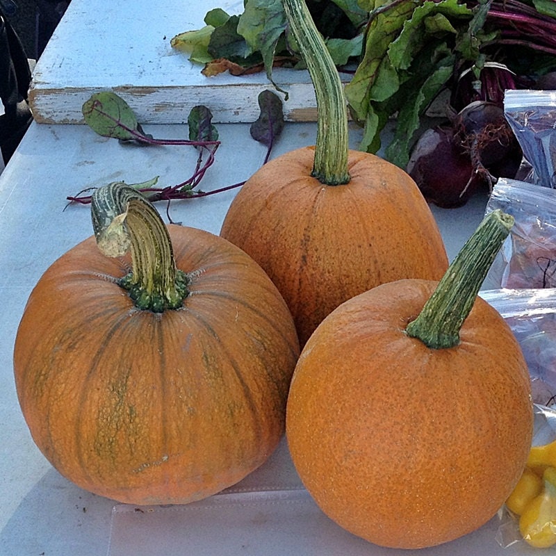 Sugar Pie, Pumpkin - BoxGardenSeedsLLC - Squash,Pumpkins - Seeds - USA Seller, Thank you for shopping here today, Naturally Grown GMO Free Seeds, Heirloom Open Pollinated Seeds, Fresh Top Quality Premium Seeds