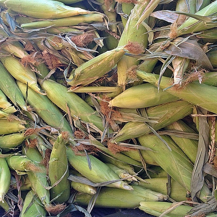 Golden Bantam, Sweet Corn, -- BoxGardenSeedsLLC -Abundant Stock SALE - Seeds