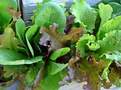 - BoxGardenSeedsLLC - Gourmet Lettuce Mix, Lettuce, - Lettuce - Seeds