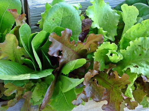 Gourmet Lettuce Mix, Lettuce, -- BoxGardenSeedsLLC -Lettuce - Seeds