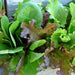 Fall and Winter Mix, Lettuce, - BoxGardenSeedsLLC -Lettuce - Seeds