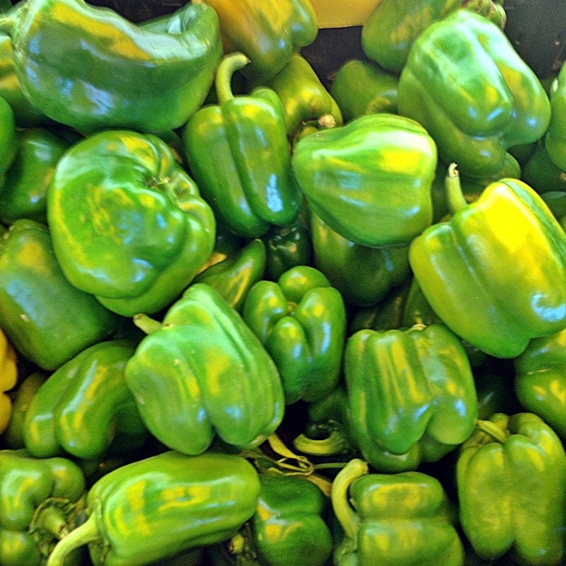 Cal Wonder 300 TMR, Sweet Pepper - BoxGardenSeedsLLC - Peppers,Eggplants - Seeds - USA Seller, Thank you for shopping here today, Naturally Grown GMO Free Seeds, Heirloom Open Pollinated Seeds, Fresh Top Quality Premium Seeds