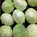 Early Golden Acre, Cabbage, -- BoxGardenSeedsLLC -Cabbage, Kale - Seeds