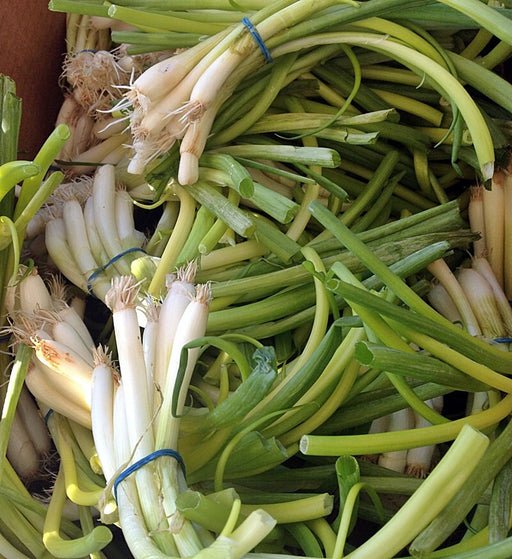 White Lisbon Bunching, Onion, - BoxGardenSeedsLLC -Onions,Leeks - Seeds