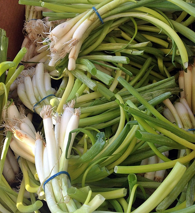 - BoxGardenSeedsLLC - Onion White Lisbon Bunching 200+ - Onions,Leeks - Seeds