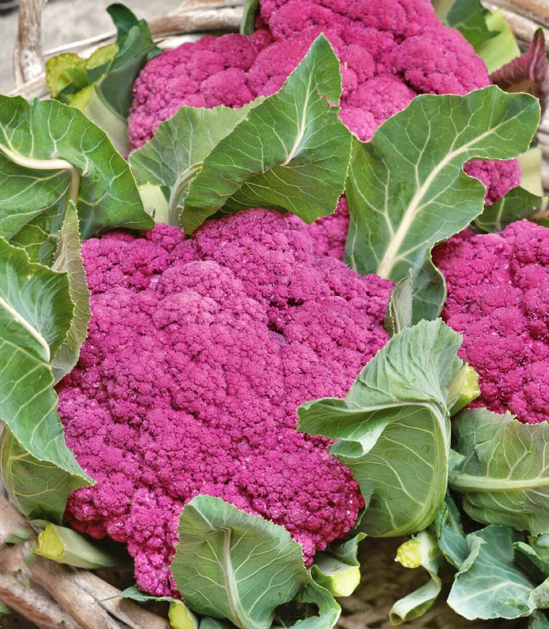 Violet Queen, Cauliflower, Heirloom Seeds, Open Pollinated Container Gardening Vegetable Seeds Garden Seeds Non-GMO - BoxGardenSeedsLLC - Broccoli,Cauliflower - Seeds - USA Seller, Thank you for shopping here today, Naturally Grown GMO Free Seeds, Heirloom Open Pollinated Seeds, Fresh Top Quality Premium Seeds