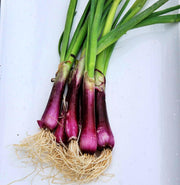 Crimson Forest Bunching, Onion, Heirloom Garden Seeds Garden Red Buncher Non-GMO - BoxGardenSeedsLLC - Onions,Leeks - Seeds - USA Seller, Thank you for shopping here today, Naturally Grown GMO Free Seeds, Heirloom Open Pollinated Seeds, Fresh Top Quality Premium Seeds