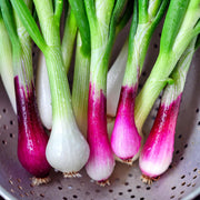 Crimson Forest Bunching, Onion, Heirloom Garden Seeds Garden Red Buncher Non-GMO - BoxGardenSeedsLLC - Onions,Leeks - Seeds - USA Seller, Thank you for shopping here today, Naturally Grown GMO Free Seeds, Heirloom Open Pollinated Seeds, Fresh Top Quality Premium Seeds