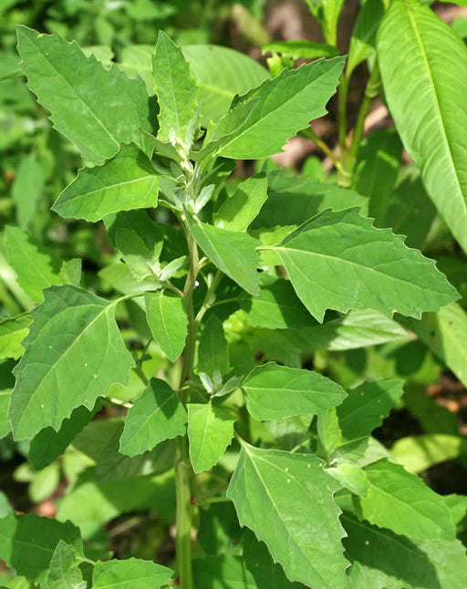 Lambsquarters, Heirloom Seeds, Organic Heirloom Open Pollinated Container Gardening Garden Seeds Non-GMO - BoxGardenSeedsLLC - Gourmet/Native Greens - Seeds - USA Seller, Thank you for shopping here today, Naturally Grown GMO Free Seeds, Heirloom Open Pollinated Seeds, Fresh Top Quality Premium Seeds