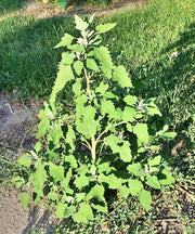 Lambsquarters, Heirloom Seeds, Organic Heirloom Open Pollinated Container Gardening Garden Seeds Non-GMO - BoxGardenSeedsLLC - Gourmet/Native Greens - Seeds - USA Seller, Thank you for shopping here today, Naturally Grown GMO Free Seeds, Heirloom Open Pollinated Seeds, Fresh Top Quality Premium Seeds