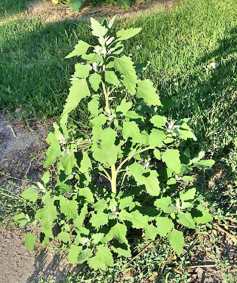 Lambsquarters, Heirloom Seeds, Organic Heirloom Open Pollinated Container Gardening Garden Seeds Non-GMO - BoxGardenSeedsLLC - Gourmet/Native Greens - Seeds - USA Seller, Thank you for shopping here today, Naturally Grown GMO Free Seeds, Heirloom Open Pollinated Seeds, Fresh Top Quality Premium Seeds