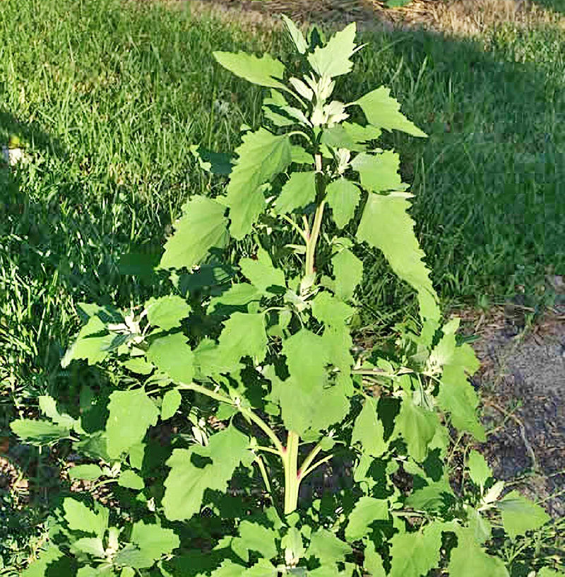 Lambsquarters, Heirloom Seeds, Organic Heirloom Open Pollinated Container Gardening Garden Seeds Non-GMO - BoxGardenSeedsLLC - Gourmet/Native Greens - Seeds - USA Seller, Thank you for shopping here today, Naturally Grown GMO Free Seeds, Heirloom Open Pollinated Seeds, Fresh Top Quality Premium Seeds
