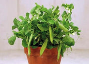 - BoxGardenSeedsLLC - Tom Thumb Pea Seeds, Non-GMO - Peas - Seeds