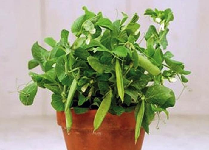 - BoxGardenSeedsLLC - Tom Thumb Pea Seeds, Non-GMO - Peas - Seeds