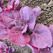 Red Flash, Orach Mountain Spinach, Heirloom Seeds Open Pollinated Container Gardening Non-GMO - BoxGardenSeedsLLC - Gourmet/Native Greens - Seeds - USA Seller, Thank you for shopping here today, Naturally Grown GMO Free Seeds, Heirloom Open Pollinated Seeds, Fresh Top Quality Premium Seeds