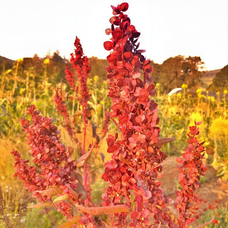 Red Flash, Orach Mountain Spinach, Heirloom Seeds Open Pollinated Container Gardening Non-GMO - BoxGardenSeedsLLC - Gourmet/Native Greens - Seeds - USA Seller, Thank you for shopping here today, Naturally Grown GMO Free Seeds, Heirloom Open Pollinated Seeds, Fresh Top Quality Premium Seeds