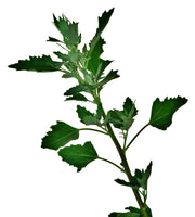 Lambsquarters, Heirloom Seeds, Organic Heirloom Open Pollinated Container Gardening Garden Seeds Non-GMO - BoxGardenSeedsLLC - Gourmet/Native Greens - Seeds - USA Seller, Thank you for shopping here today, Naturally Grown GMO Free Seeds, Heirloom Open Pollinated Seeds, Fresh Top Quality Premium Seeds