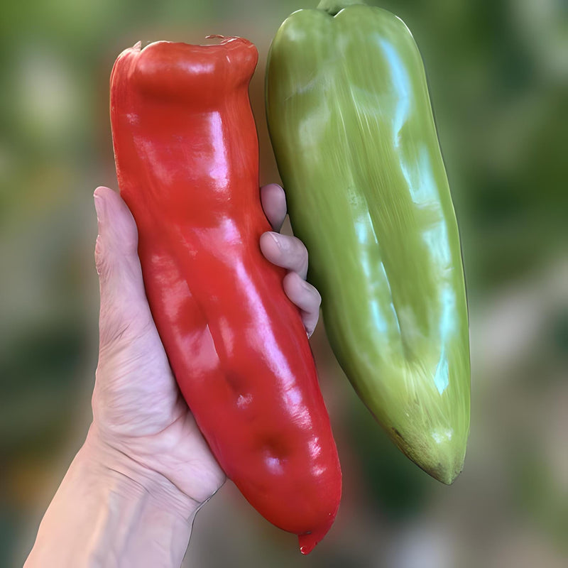 Aconcagua, Sweet Pepper, Heirloom Garden Seeds Open Pollinated Vegetable Seeds Non-GMO - BoxGardenSeedsLLC - Peppers,Eggplants - Seeds - USA Seller, Thank you for shopping here today, Naturally Grown GMO Free Seeds, Heirloom Open Pollinated Seeds, Fresh Top Quality Premium Seeds