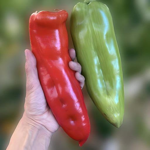 Aconcagua, Sweet Pepper, Heirloom Garden Seeds Open Pollinated Vegetable Seeds Non-GMO - BoxGardenSeedsLLC - Peppers,Eggplants - Seeds - USA Seller, Thank you for shopping here today, Naturally Grown GMO Free Seeds, Heirloom Open Pollinated Seeds, Fresh Top Quality Premium Seeds