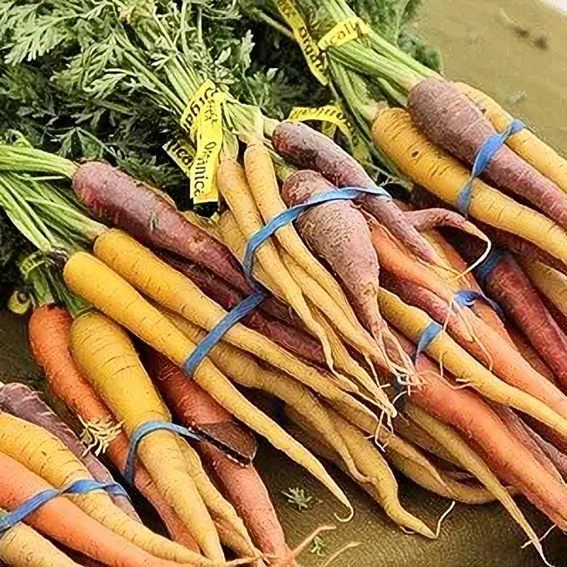 Fall Vegetable Garden, Seed Collection, Non-GMO, Open Pollinated, Free Shipping - BoxGardenSeedsLLC - Tomatoes,Tomatillos - Seeds - 