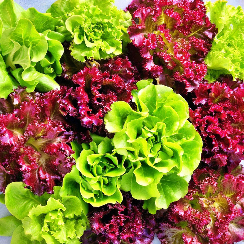 Fall Vegetable Garden, Seed Collection, Non-GMO, Open Pollinated, Free Shipping - BoxGardenSeedsLLC - Tomatoes,Tomatillos - Seeds - 